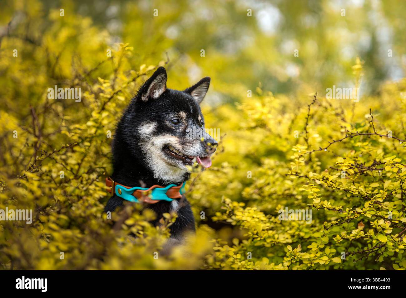 Buon Shiba Inu Dog in cespugli gialli in un giorno di sole Foto Stock