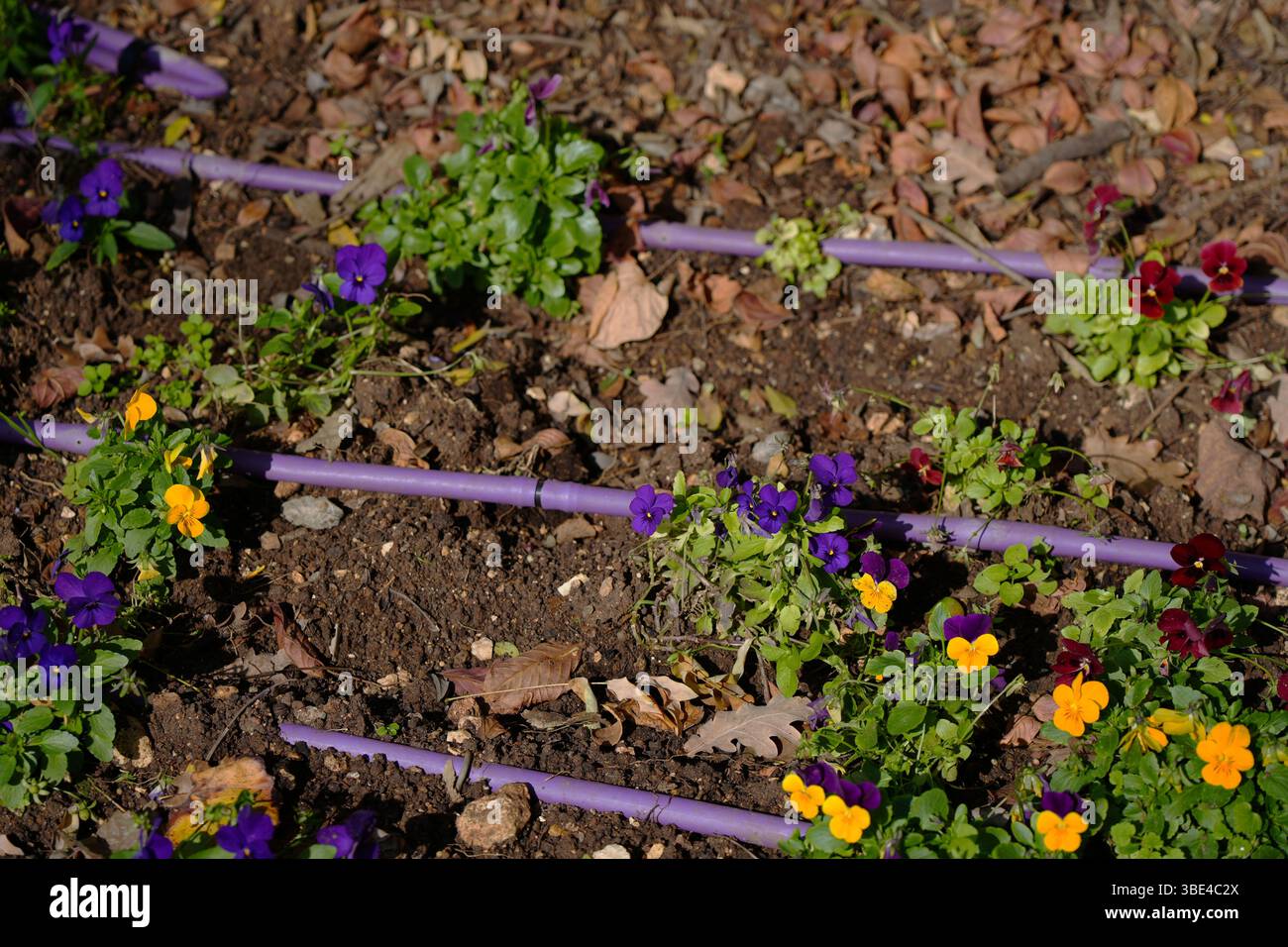 Detti condotti di irrigazione goccia a goccia in un letto di fiori a Ramat Hanadiv giardini vicino a Zichron Ya'acov, Monte Carmelo, Israele Foto Stock Detti condotti di irrigazione goccia a goccia in un letto di fiori a Ramat Hanadiv giardini vicino a Zichron Ya'acov, Monte Carmelo, Israele Foto Stock