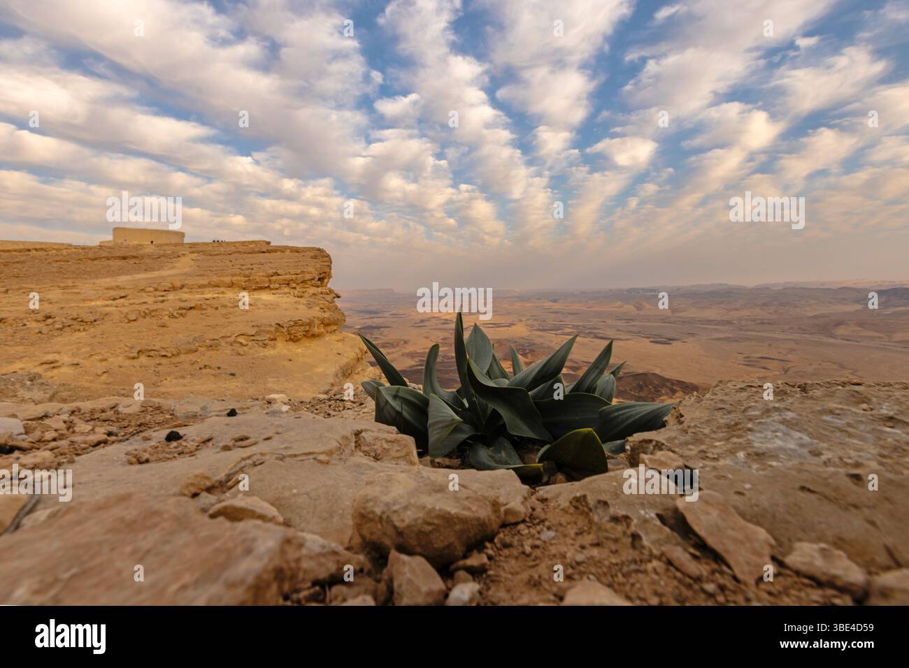 Leaves of a Sea Squill (Drimia maritima) fotografata nel cratere Ramon, Negev, Israele in inverno, gennaio Foto Stock