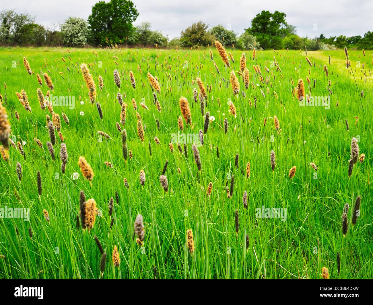 Erba lunga nella brezza in primavera al Knaresborough Forest Park Knaresborough, North Yorkshire, Inghilterra Foto Stock