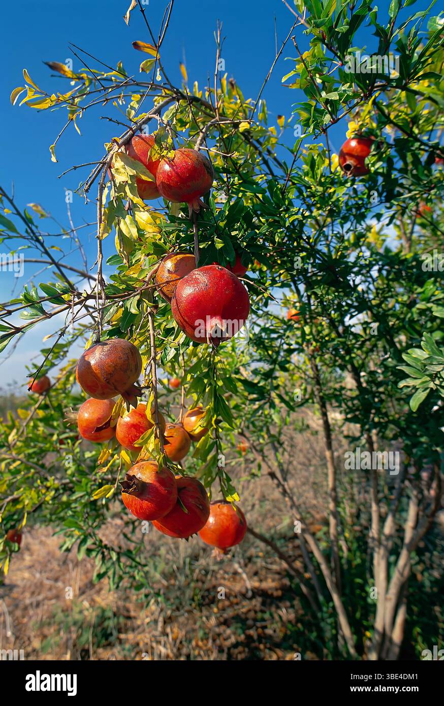 Frutto rosso maturo su un melagrana. In molte culture, il melograno è un simbolo di prosperità e fertilità, nella cultura ebraica è uno dei simboli della cultura ebraica Foto Stock