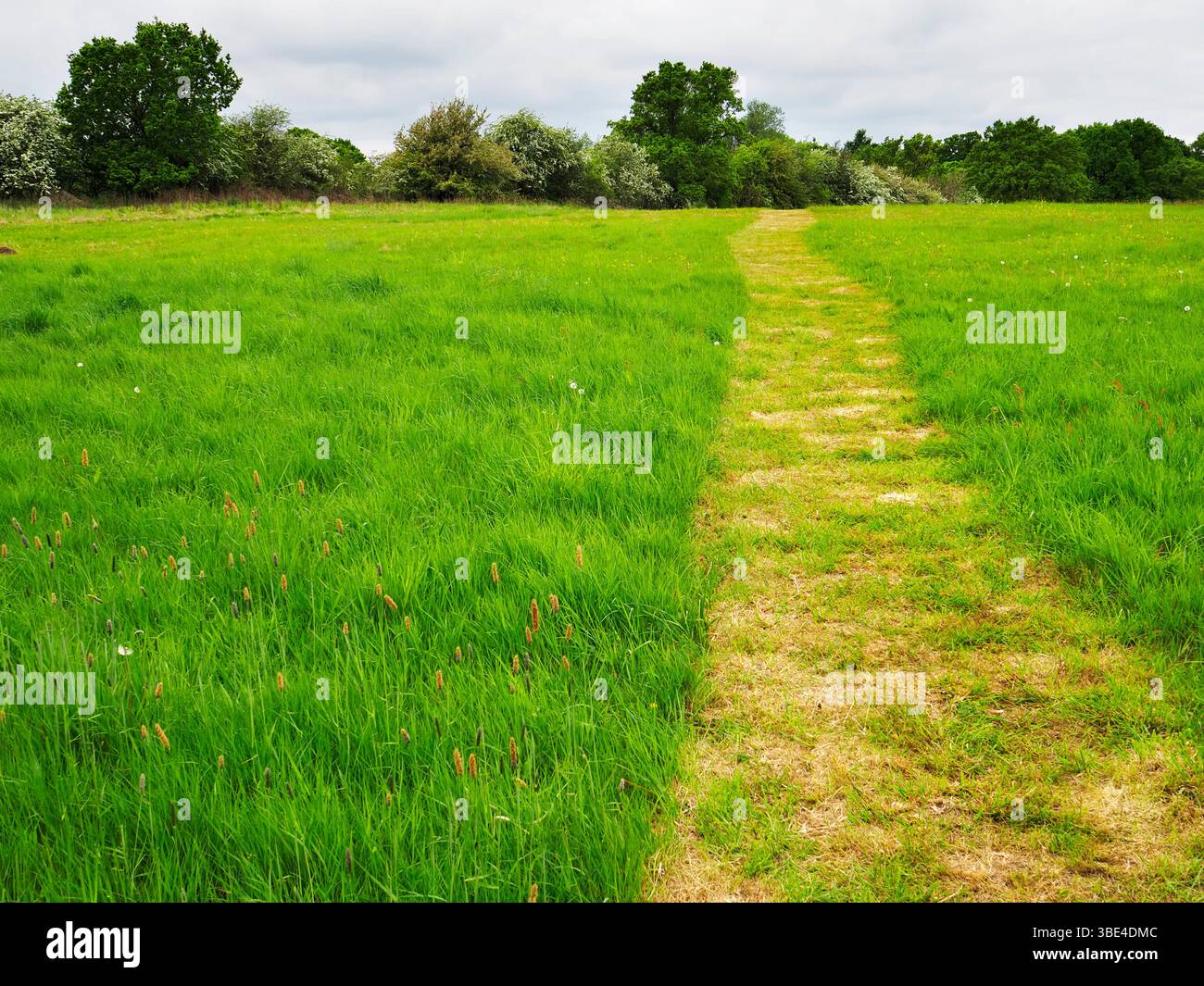 Sentiero per falciatura attraverso un prato a Knaresborough Forest Park, terra di proprietà della comunità di Knaresborough, North Yorkshire, Inghilterra Foto Stock