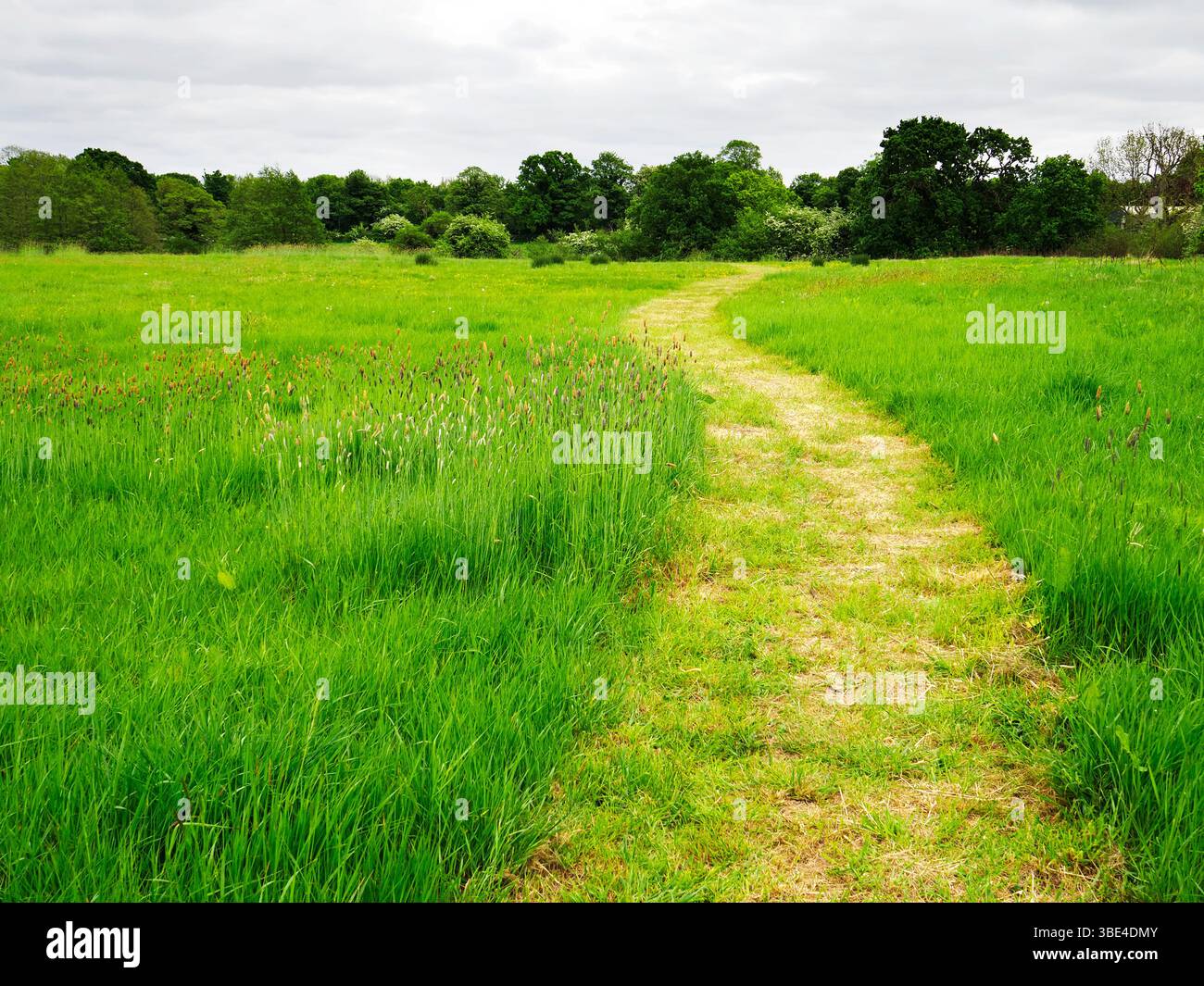 Sentiero per falciatura attraverso un prato a Knaresborough Forest Park, terra di proprietà della comunità di Knaresborough, North Yorkshire, Inghilterra Foto Stock