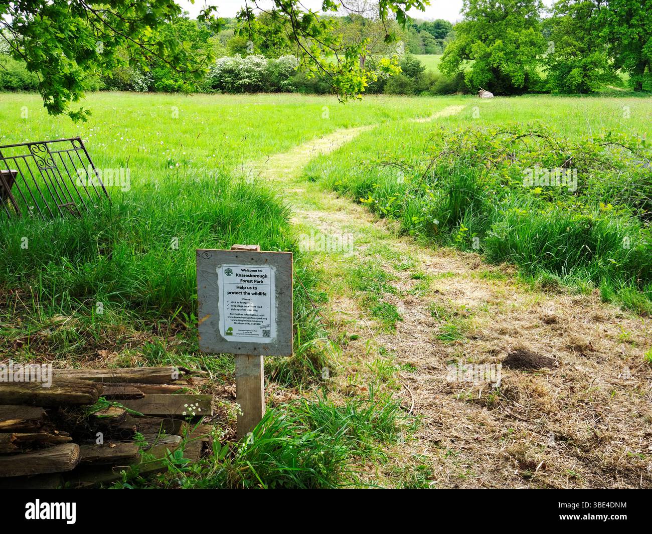 Sentiero per falciatura attraverso un prato a Knaresborough Forest Park, terra di proprietà della comunità di Knaresborough, North Yorkshire, Inghilterra Foto Stock
