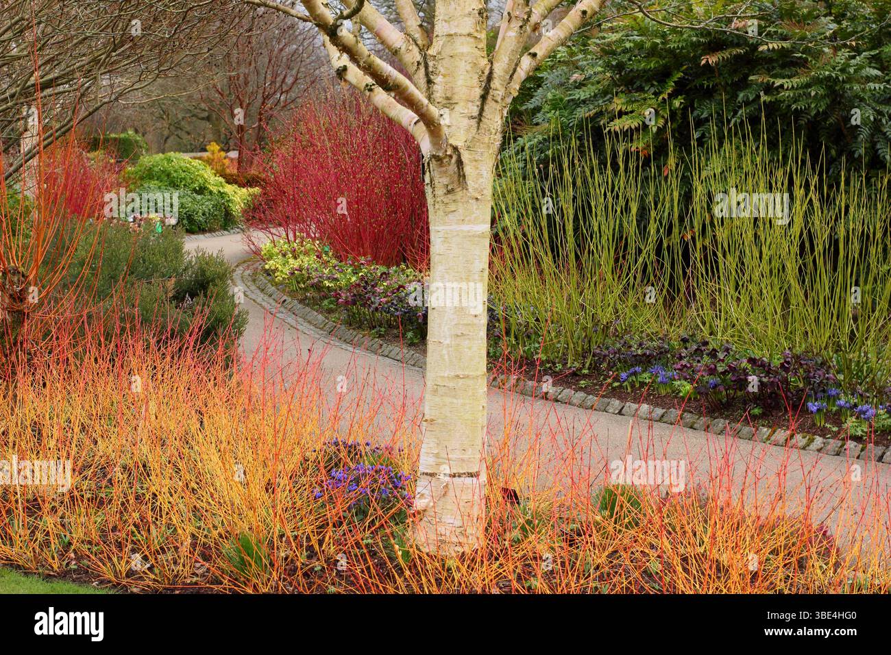 Passeggiata invernale RHS Garden Harlow Carr con Betula Uses subsp. Jacquemontii, Cornus Midwinter Fire, Pulmonaria Blue Ensign, hellebores e molto altro ancora. Foto Stock