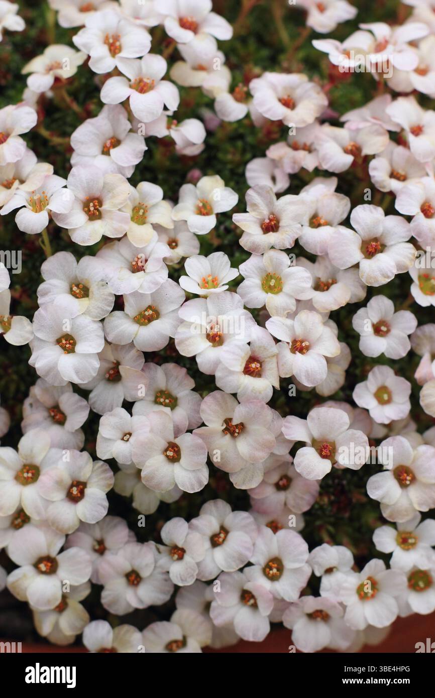 Saxifraga Lojzicka saxifrage, una pianta alpina compatta, fiorita sotto vetro in primavera. Foto Stock