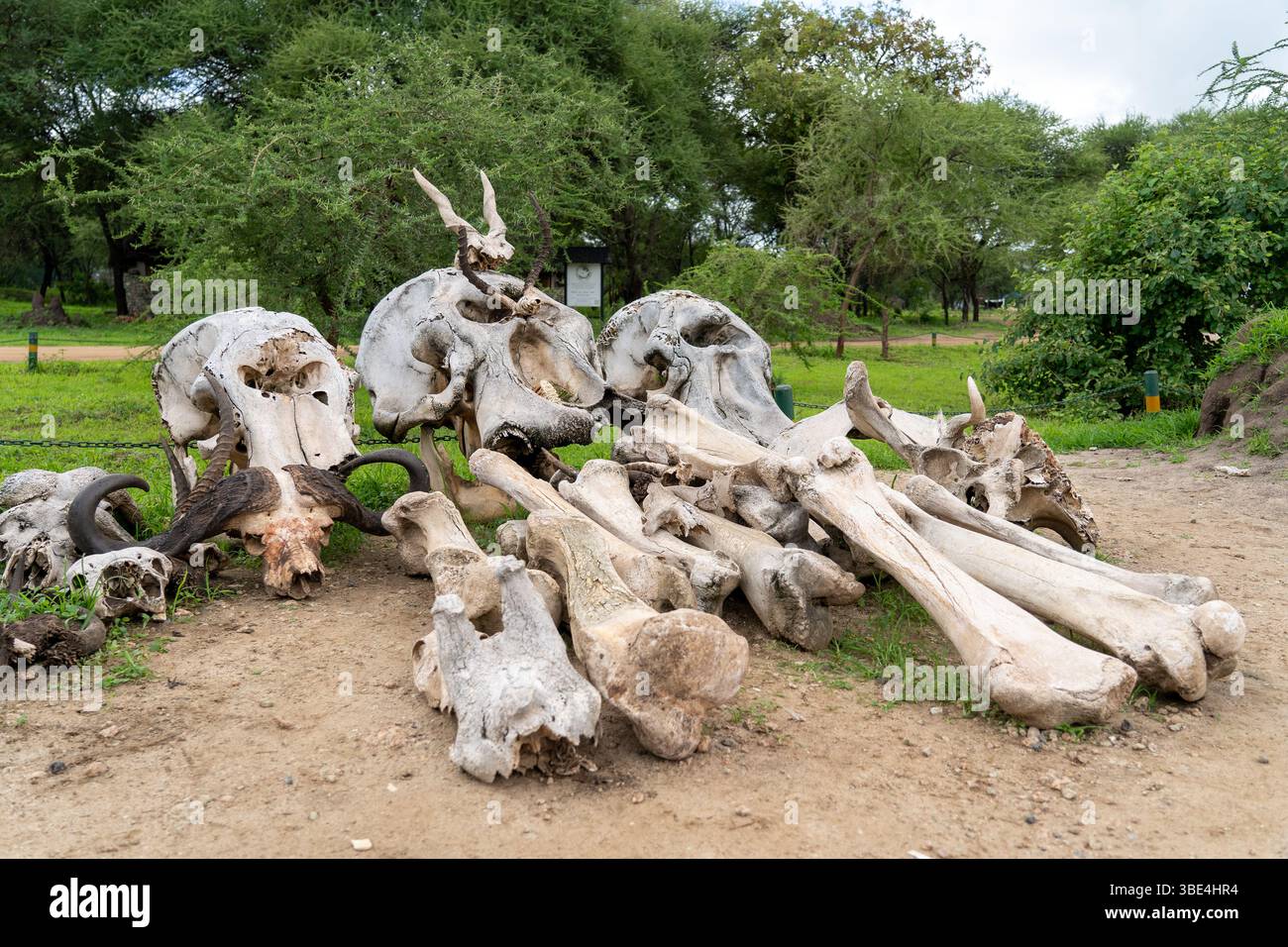Teschi di elefanti e ossa di animali esposti nel Parco Nazionale di Tarangire Foto Stock