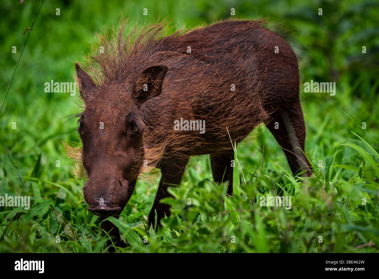 Warthog nelle praterie verdi, savana africana Foto Stock