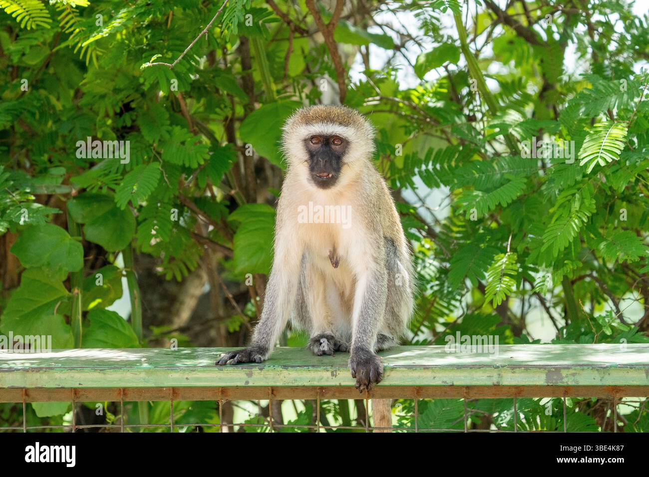 Scimmia di Vervet seduta su ringhiera con sfondo verde fogliame, fauna selvatica dei primati africani Foto Stock