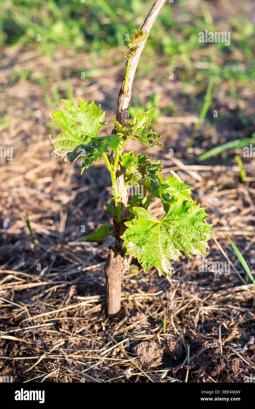 Piantine di vite con foglie verdi, vescicole malate. Grapevine influenzata da acaro ragno feltro. Foto Stock