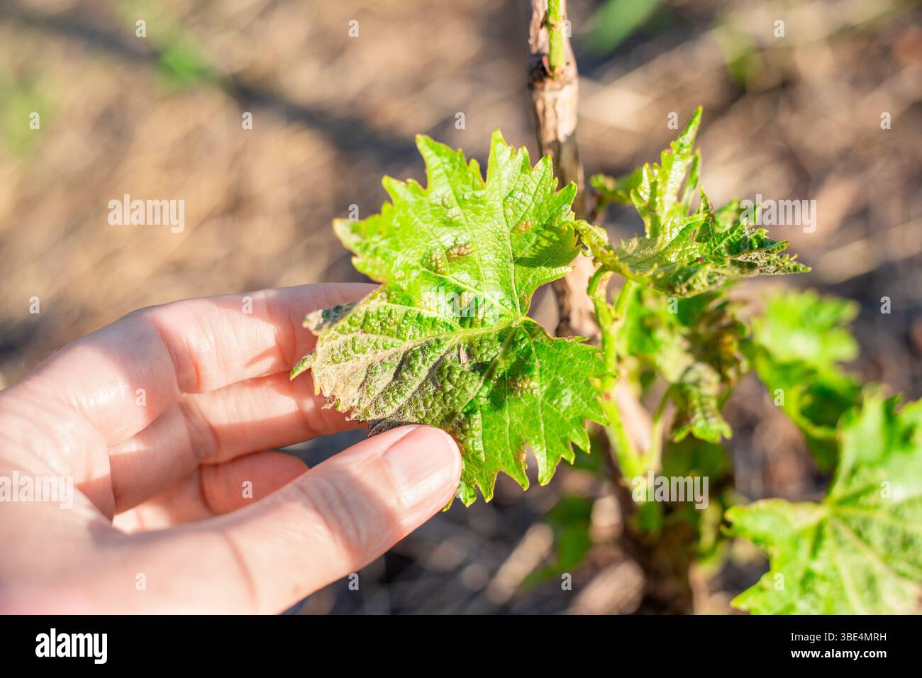 Un giardiniere esamina foglie verdi e malate su una piantina di vite. Le viti sono influenzate dagli acari del ragno feltro. Foto Stock