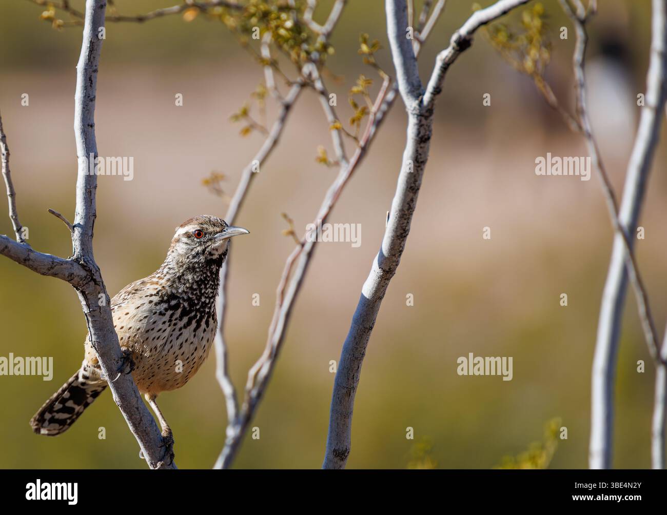 Cactus Wren è arroccato su un sottile ramo del deserto in Arizona, con uno sfondo naturale sfumato tipico dell'ambiente del deserto di Sonora. Foto Stock