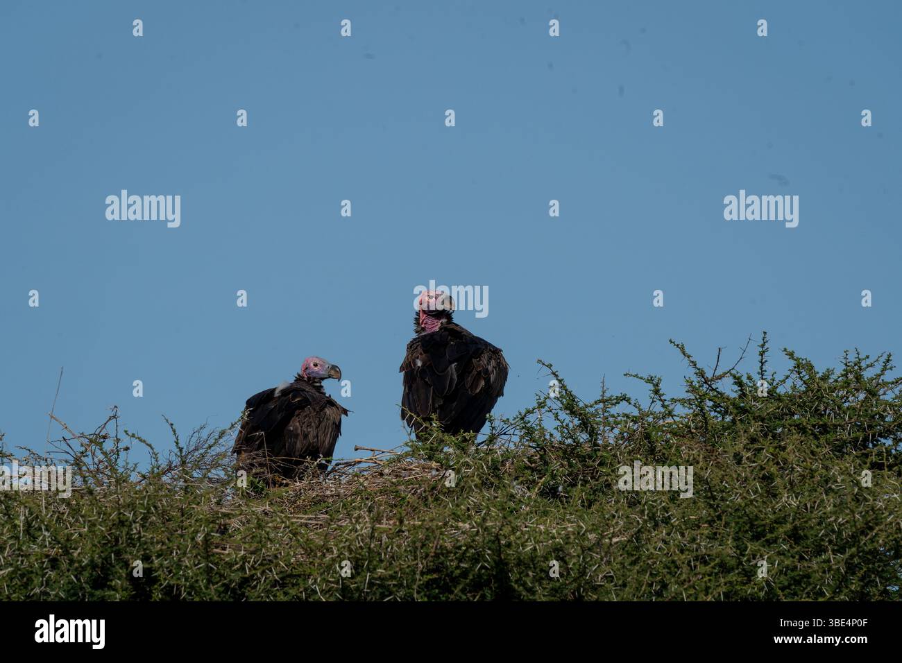 Un paio di avvoltoi con la faccia di lappé arroccati su un cespuglio nel Serengeti Foto Stock