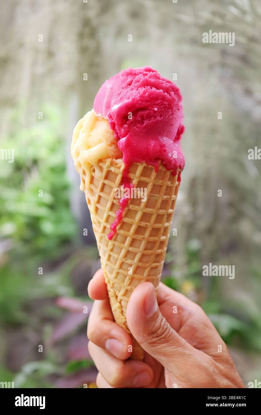 Fusione del sorbetto del frutto della passione e del cono di gelato al lampone in mano Foto Stock