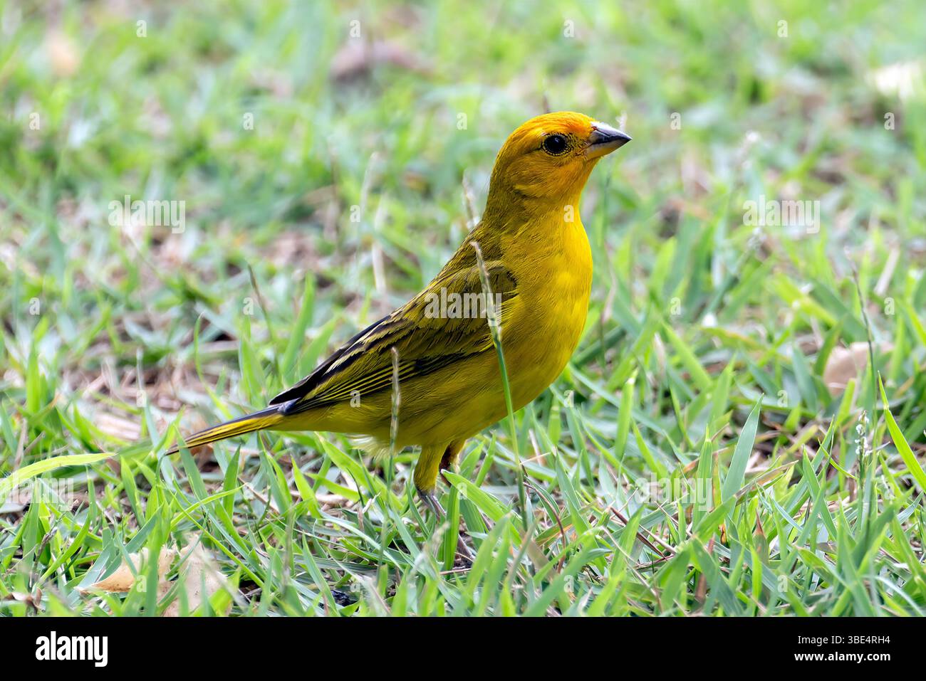 Un Finch di zafferano femminile (Sicalis flaveola) Foto Stock