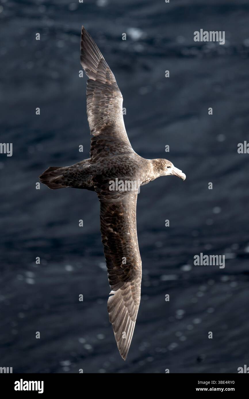 Un Petrel gigante meridionale (Macronectes giganteus) nei fiordi cileni, Sud America Foto Stock