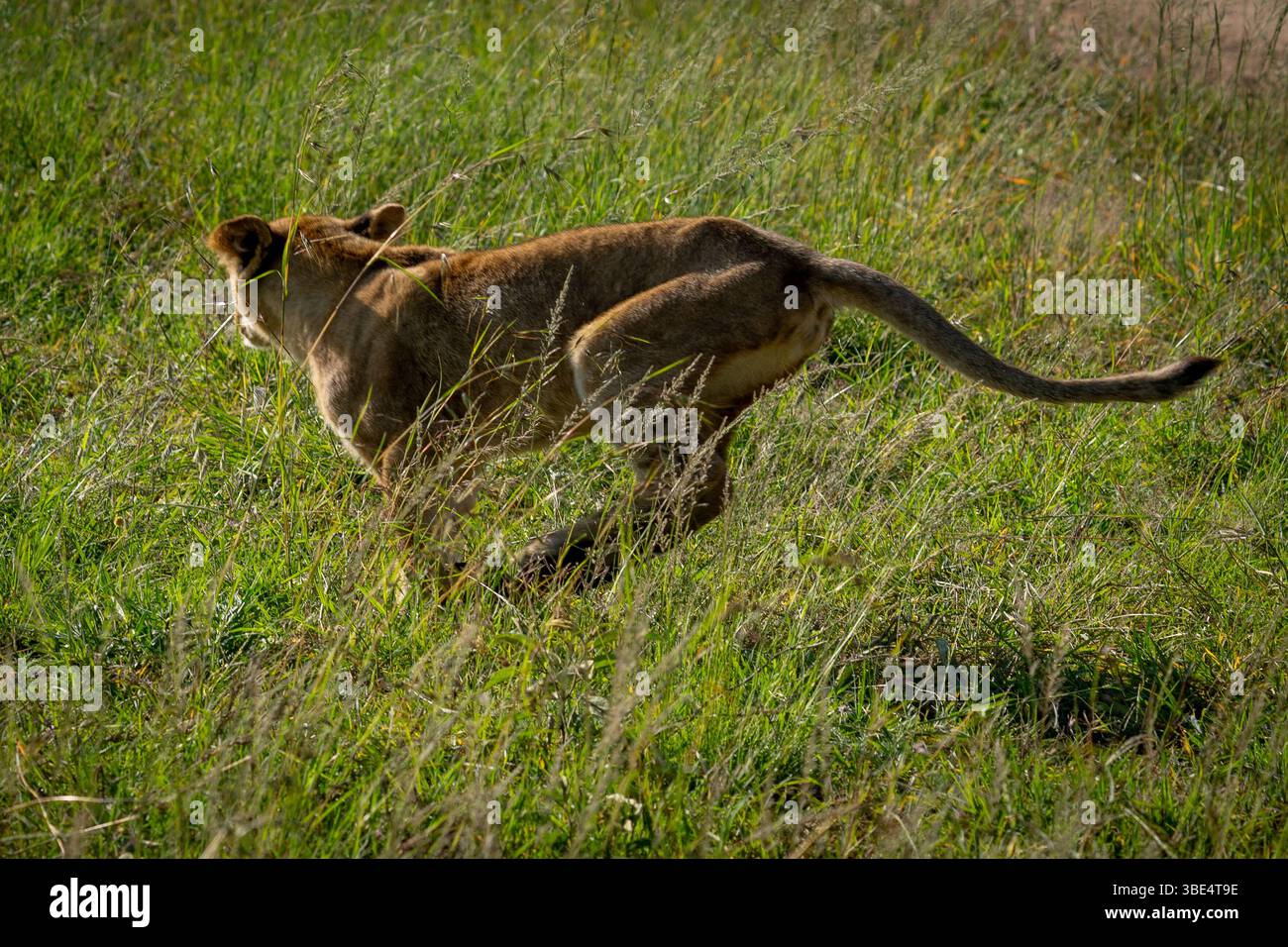 Lioness che corre attraverso l'erba alta nel Serengeti Foto Stock