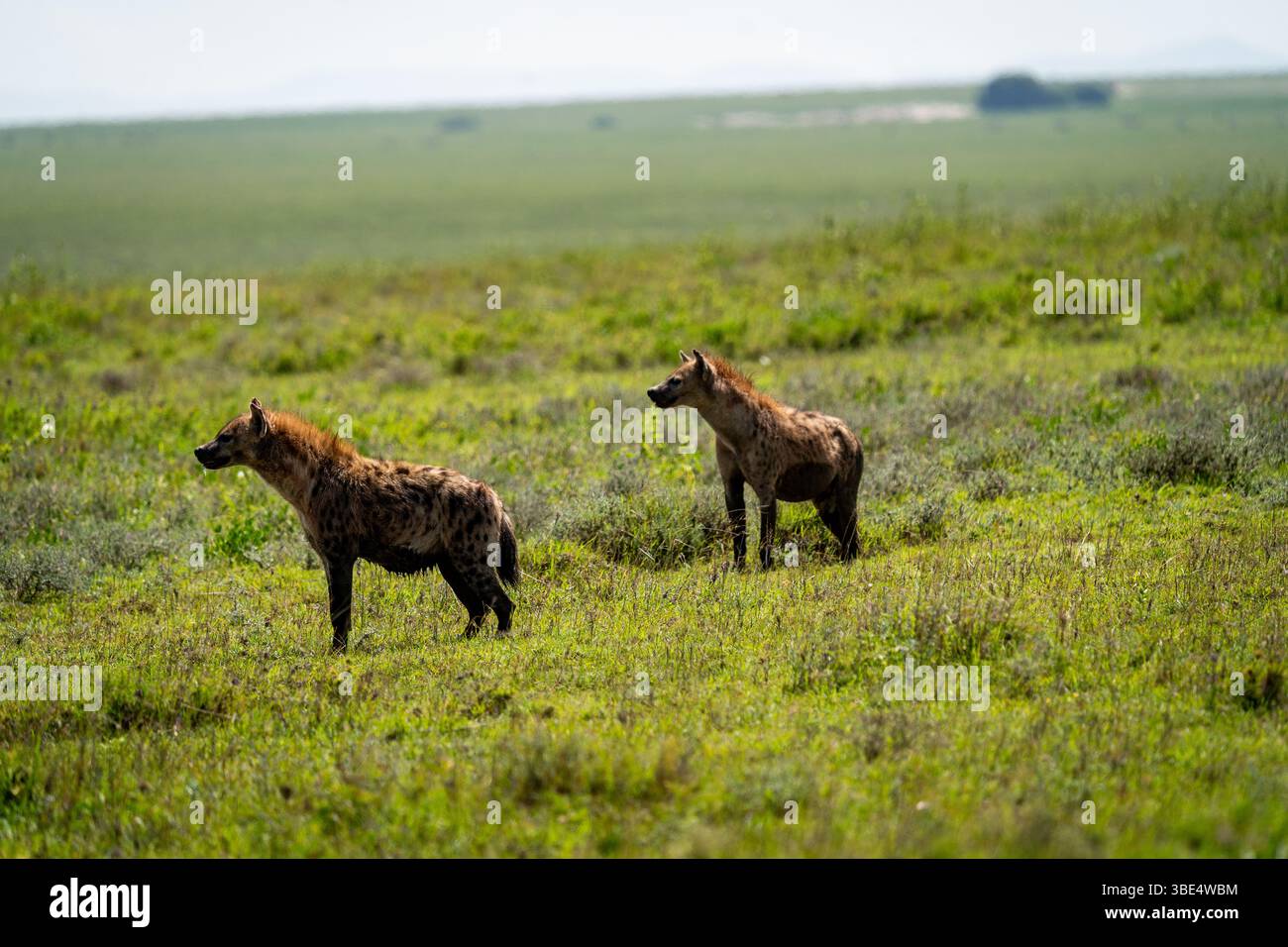 Due iene maculate nelle praterie del Serengeti, Tanzania Foto Stock