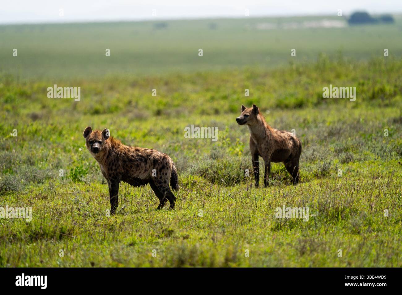 Due iene maculate nelle praterie del Serengeti, Tanzania Foto Stock