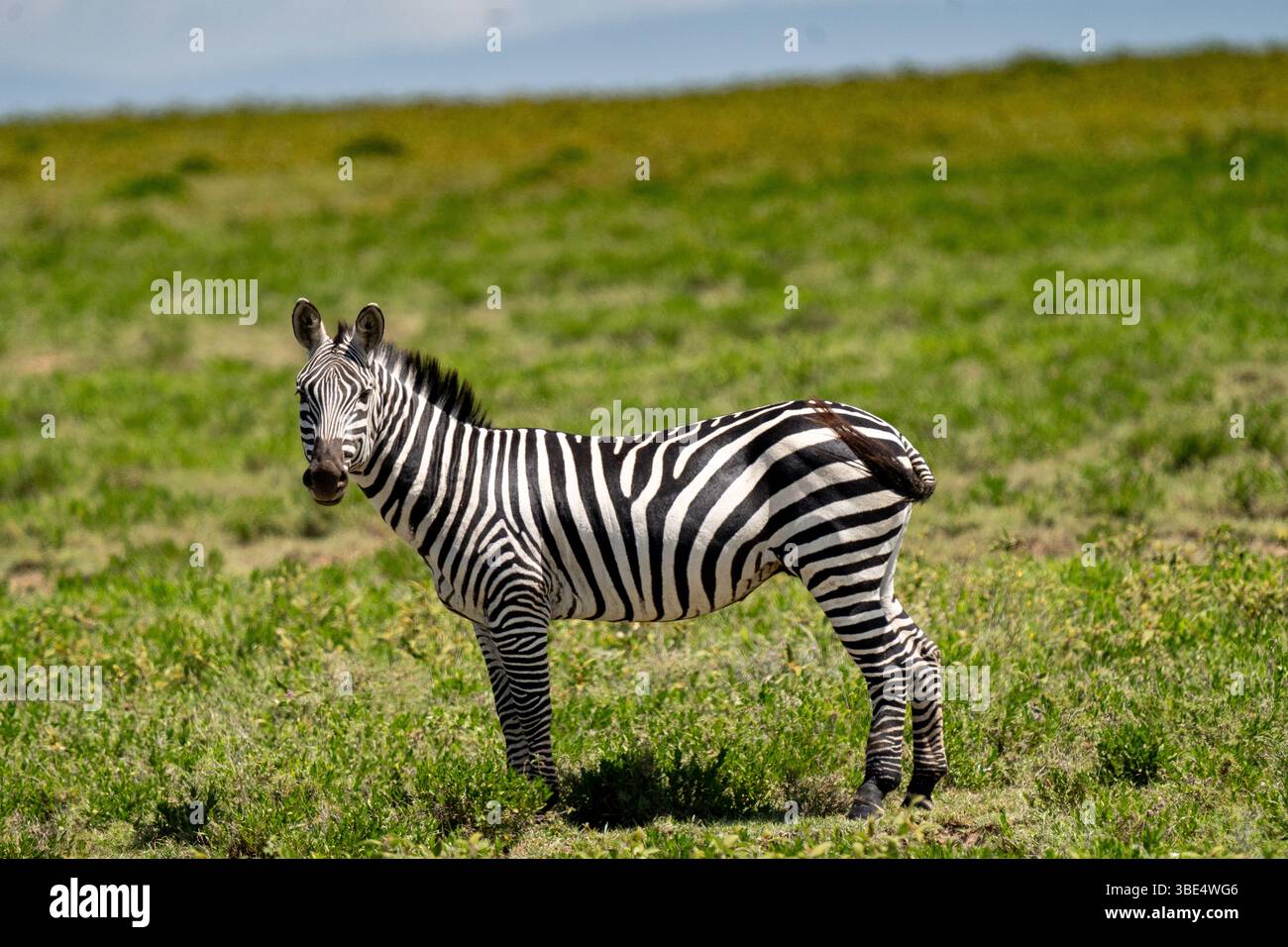 Zebra delle pianure in piedi nelle praterie del Serengeti, Tanzania Foto Stock