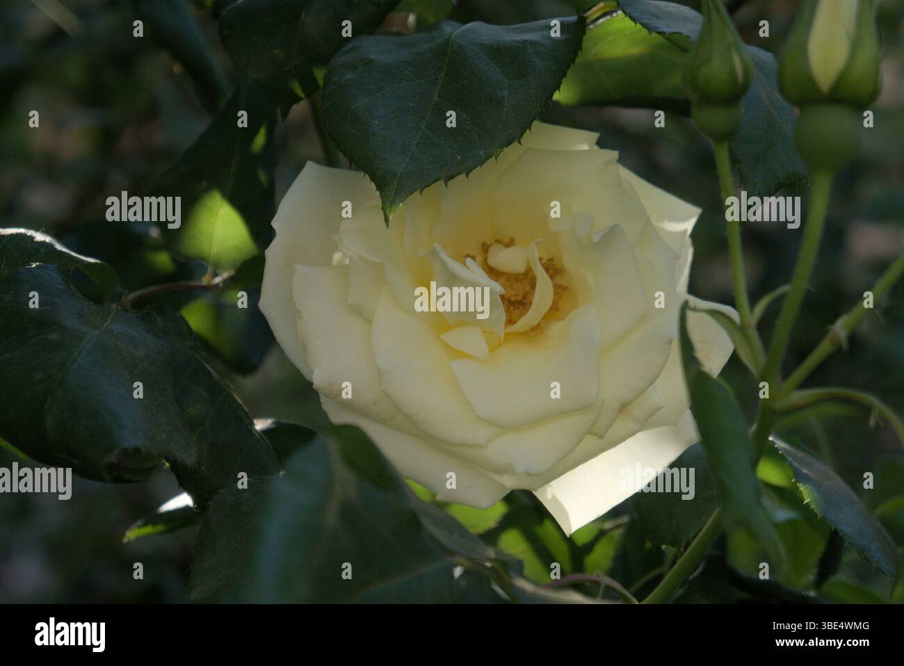 Primo piano di White Rose Blooming con luce naturale da giardino Foto Stock