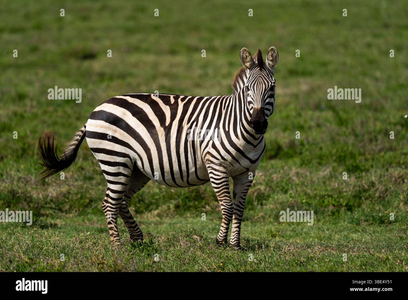 Zebra in allerta sulla savana africana Foto Stock