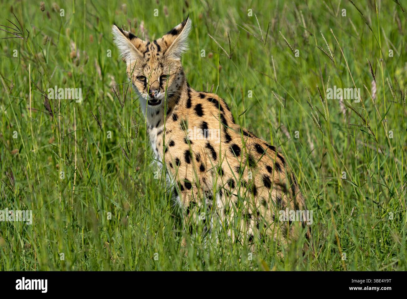 Gatto servale nell'erba alta della savana africana Foto Stock
