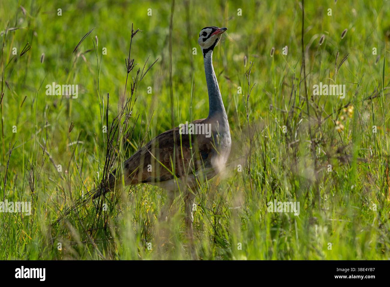 Otarda dalla pancia nera in piedi nelle praterie del Serengeti Foto Stock