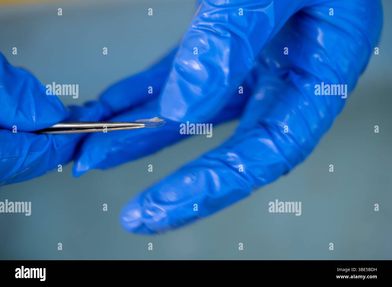 Rimozione della scaglie di pesce con le pinze da parte del ricercatore Foto Stock