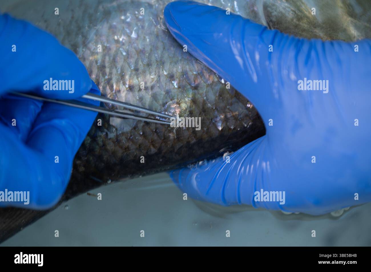 Rimozione della scaglie di pesce con le pinze da parte del ricercatore Foto Stock
