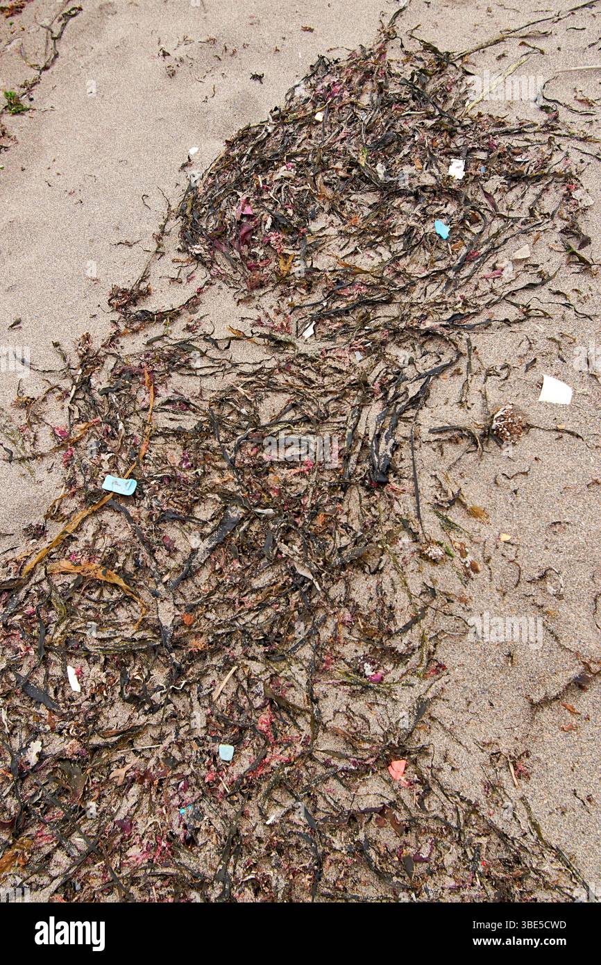 Pezzi di plastica o detriti di rifiuti sparsi o catturati in alghe marine su una spiaggia in Scozia Foto Stock