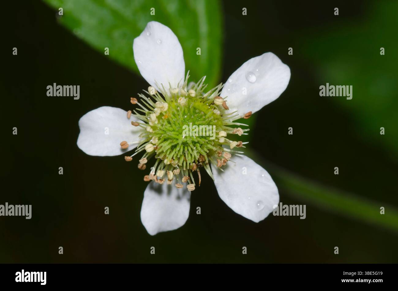 Avens bianco, Geum canadense Foto Stock