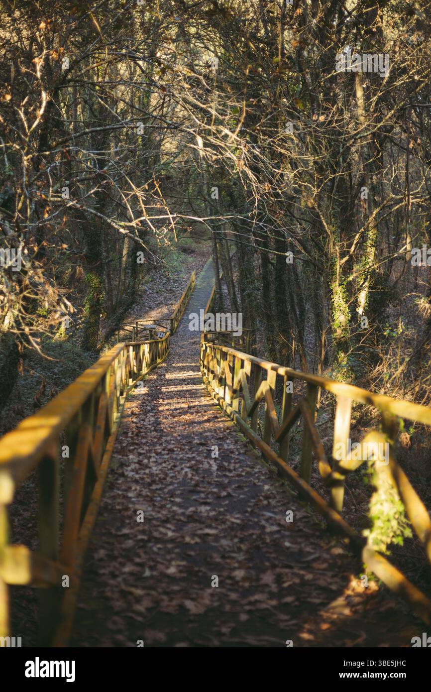 Un tranquillo sentiero in legno circondato da alberi in una foresta autunnale in Galizia, Spagna. Le foglie cadute coprono il terreno, creando un ambiente pittoresco e tranquillo Foto Stock