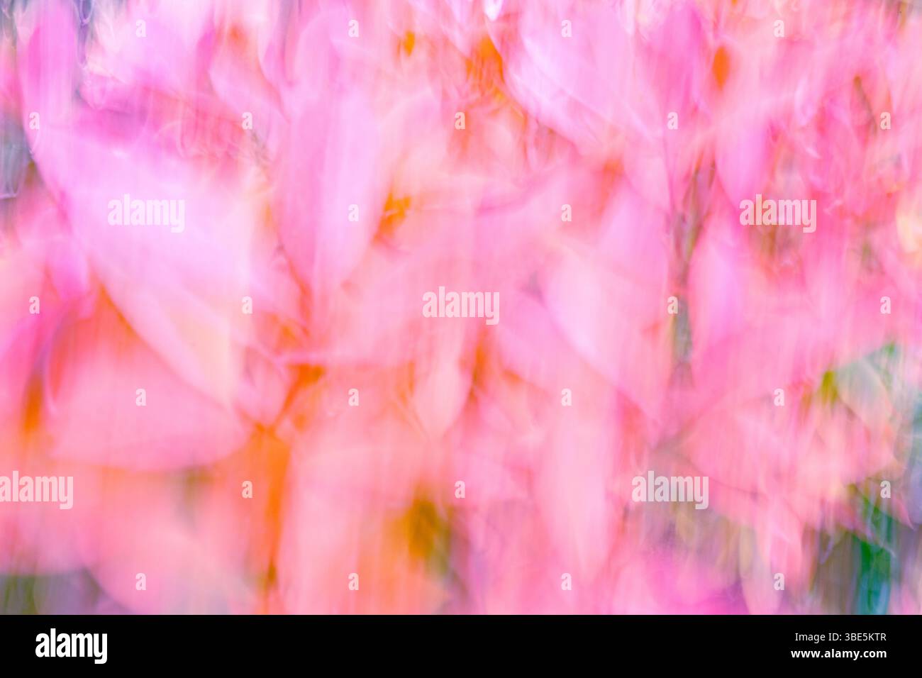 Un'immagine astratta da sogno caratterizzata da morbidi rosa pastello e arance che si fondono perfettamente. L'immagine crea un'estetica delicata e romantica, simile a una sfocatura Foto Stock