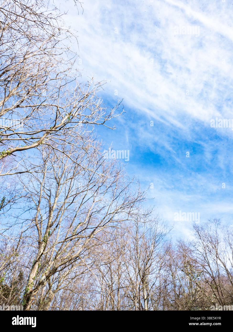 Alberi senza fronzoli con rami intrecciati si estendono verso un cielo blu vibrante pieno di nuvole bianche, catturando la serena bellezza di un croccante, c Foto Stock