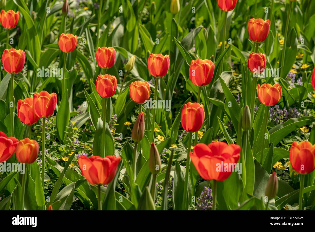 Uno splendido campo di tulipani rossi in piena fioritura. Questo pittoresco giardino cattura l'essenza della primavera, mostrando la bellezza e l'eleganza Foto Stock
