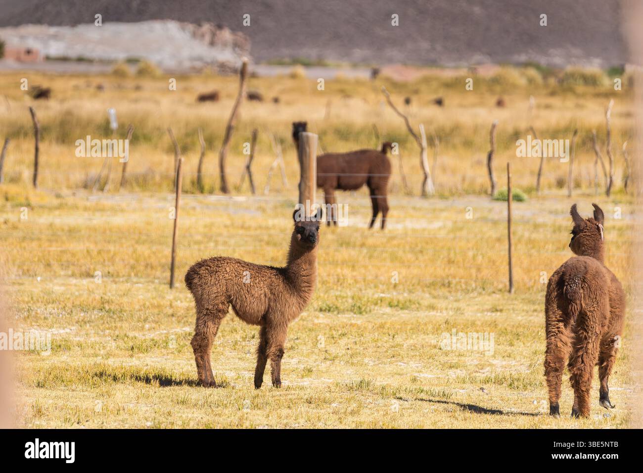 I lama vagano liberamente nell'aspra regione de la Puna dell'Altiplano Andino in Argentina, mostrando l'adattabilità del lama agli ambienti difficili. Foto Stock