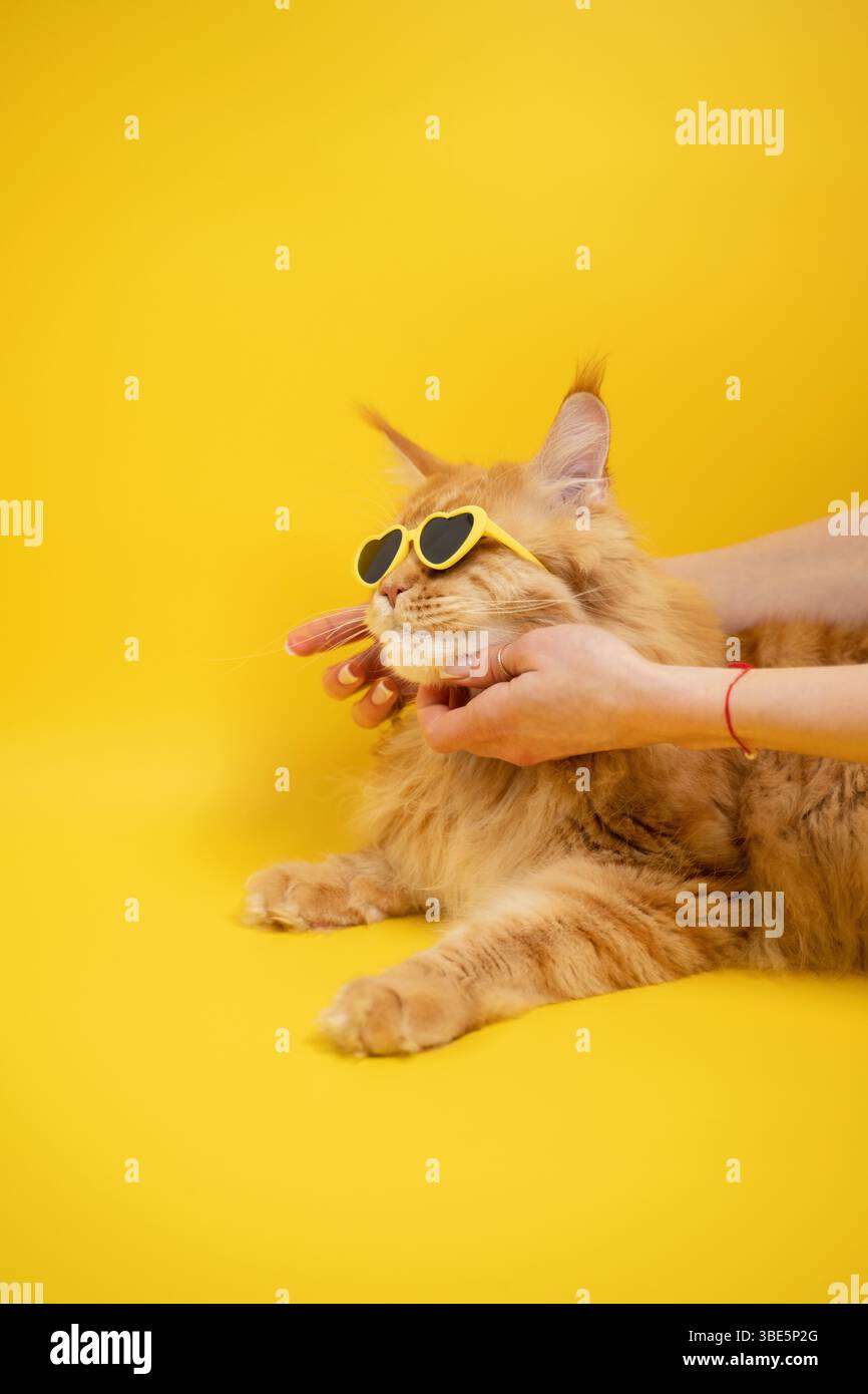 Un gatto arancione che indossa occhiali da sole a forma di cuore gode di un delicato graffio sul mento su uno sfondo giallo vibrante. La scena giocosa trasuda calore e carattere Foto Stock