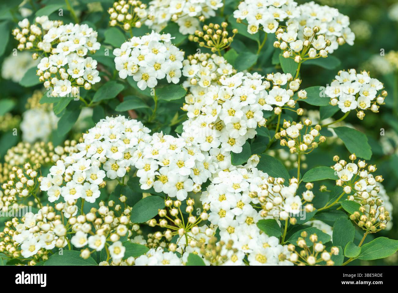 Un primo piano di Spiraea arguta che mostra gruppi di piccoli fiori bianchi su uno sfondo denso di foglie verdi, mettendo in risalto la delicata bea della pianta Foto Stock