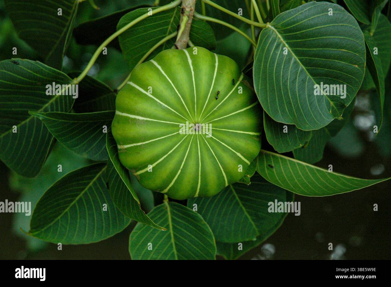 Il frutto verde dell'acu (Hura crepitans) a Pará, nella foresta pluviale amazzonica, in Brasile, misura circa 8 cm di diametro e assomiglia a una piccola zucca. Foto Stock