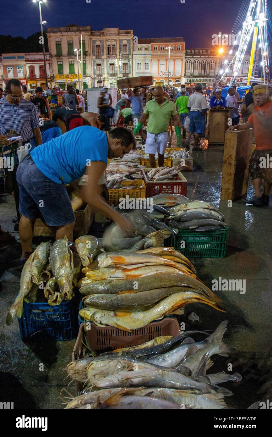 Un pesce di fiume amazzonico si trova presso il mercato Ver-o-peso di Belém, Pará, e mostra una varietà di catture prima dell'alba durante la notte per ristoranti, hotel e il pubblico. Foto Stock