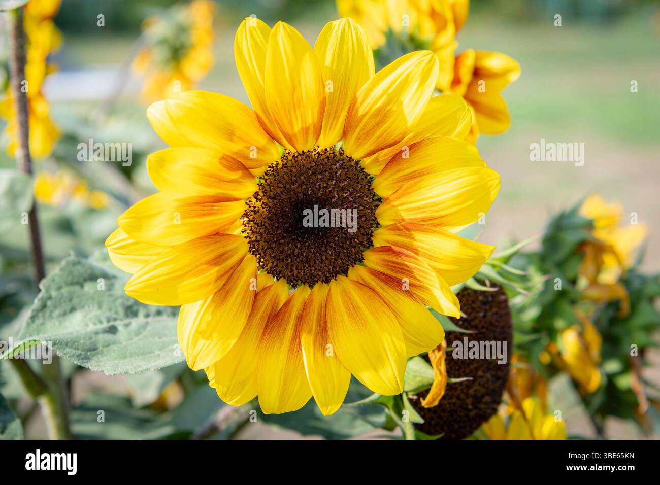 Il girasole comune (Helianthus annuus) è una specie di grande forb annuale della famiglia delle margherite Asteraceae. Il girasole comune viene raccolto per la sua e Foto Stock