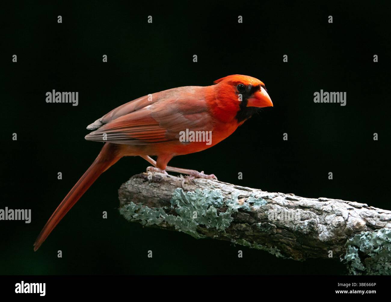 Primo piano di un cardinale settentrionale maschio isolato su un ramo di albero con sfondo nero. Foto Stock