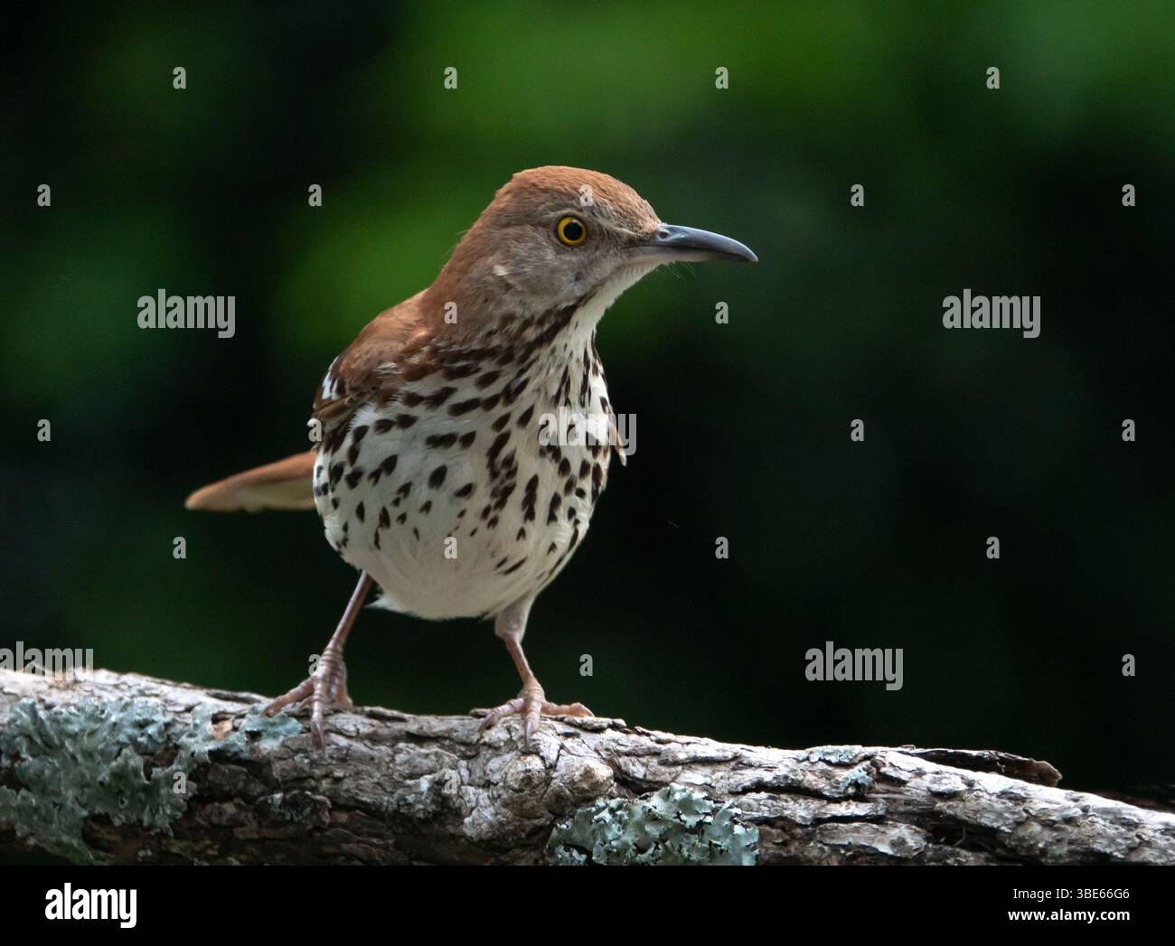 Primo piano di un thrasher marrone isolato su un ramo di albero con sfondo verde profondo. Foto Stock