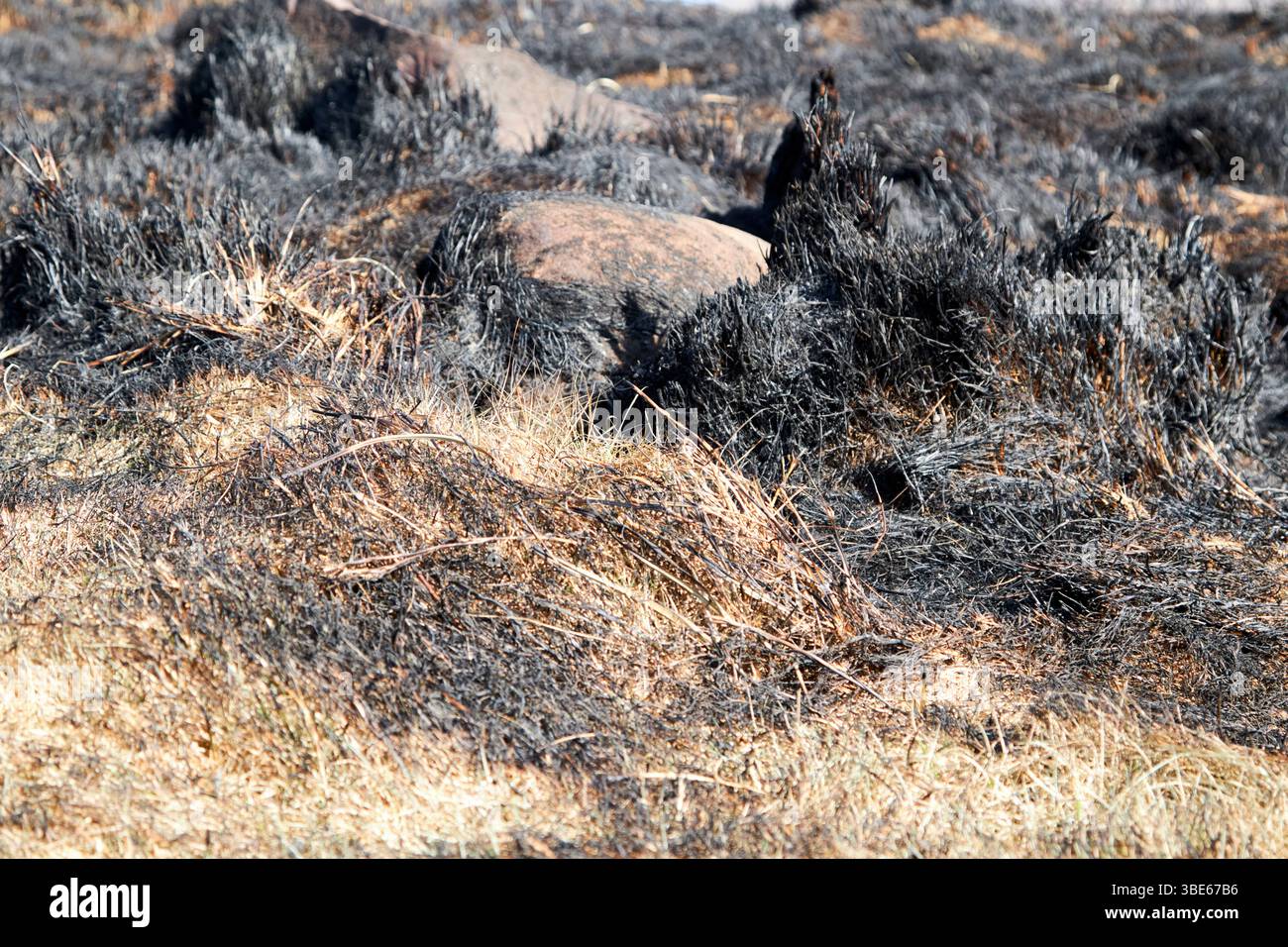 in estate, tempo caldo, danni da fuoco selvaggio alla torbiera sul sentiero costiero di montagna claggan, contea mayo, repubblica d'irlanda Foto Stock