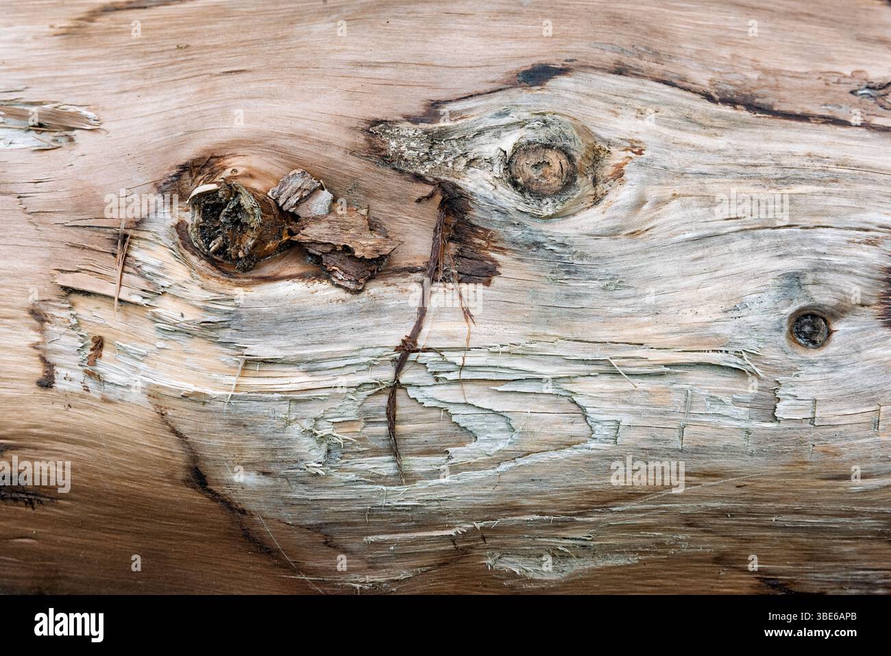 La vista ravvicinata rivela trame e grani intricati sul legno invecchiato, evidenziando la bellezza del deterioramento naturale nel tempo. Foto Stock