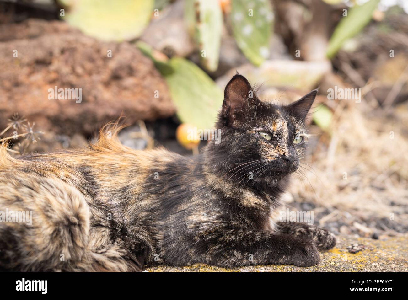 Gatto selvatico (Felis catus), Tenerife. Un gatto rosso zenzero con guscio di tartaruga è sdraiato sullo sfondo di un giardino di cactus. Foto Stock