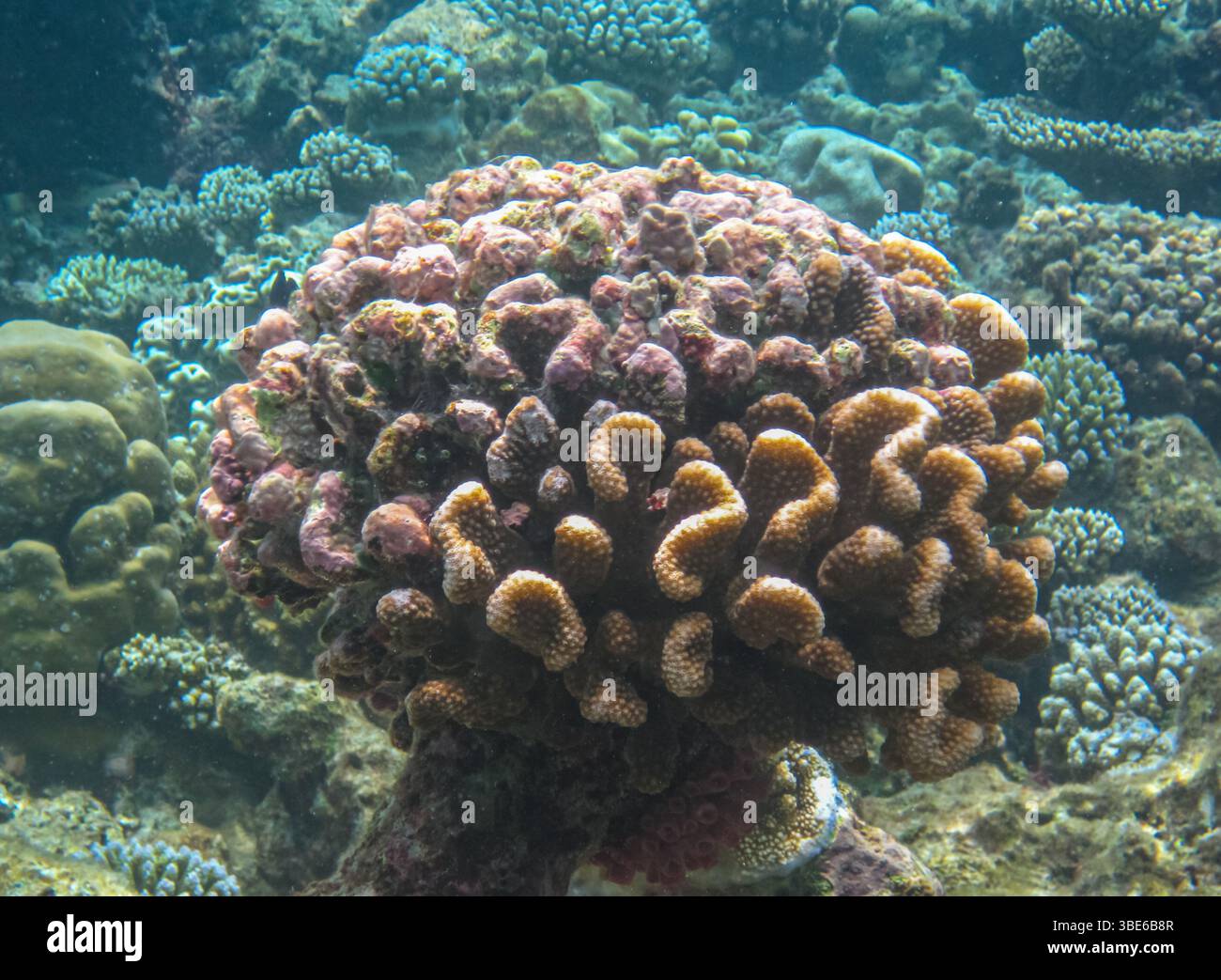 Corallo sott'acqua nell'oceano, Pocillopora Meandrina, comunemente noto come corallo di cavolfiore, Pacifico meridionale, Polinesia francese. Foto Stock
