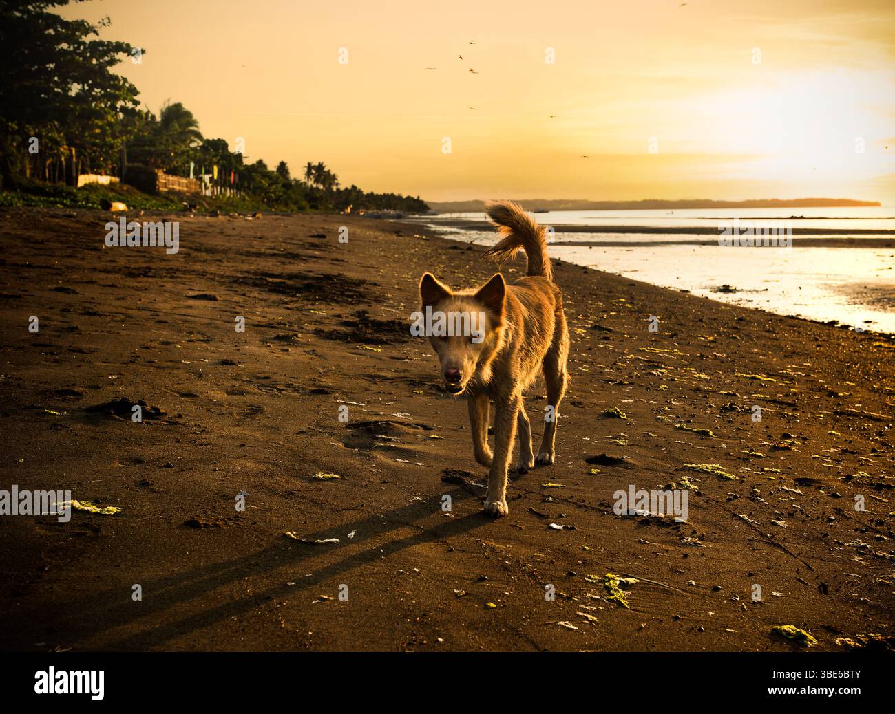 Il dolce cane passeggia lungo la costa tropicale dell'oceano Foto Stock