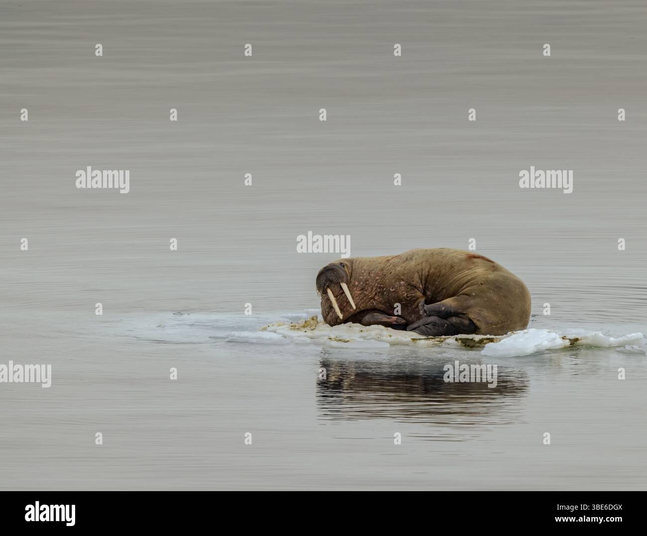 Un tricheco solitario poggia su una piattaforma di ghiaccio galleggiante nelle calme acque artiche vicino alle Svalbard, in Norvegia, sotto la luce della sorgente. Foto Stock